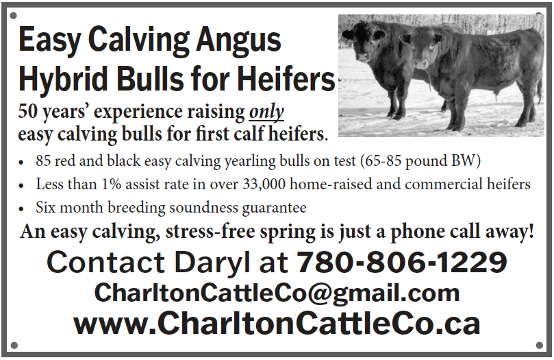 Easy Calving Angus Hybrid Bulls