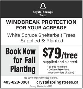 White Spruce Shelterbelt Trees